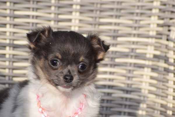 Chihuahua (teef) 33496