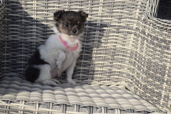 Chihuahua (teef) 33496