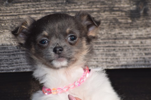 Chihuahua (teef) 33496