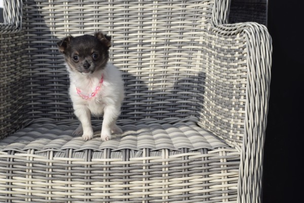 Chihuahua (teef) 33496