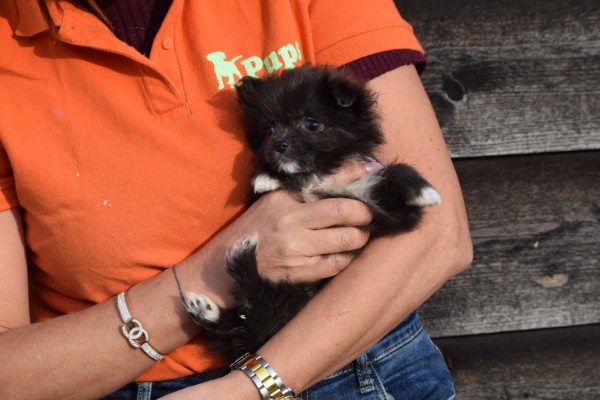 Chihuahua (teef) 35020