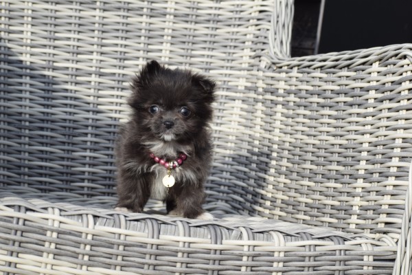 Chihuahua (teef) 35020