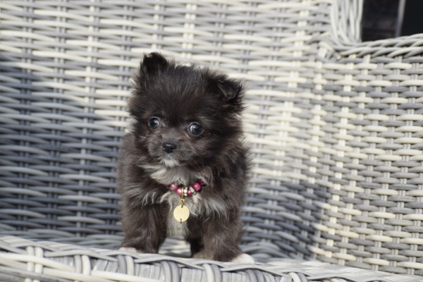 Chihuahua (teef) 35020