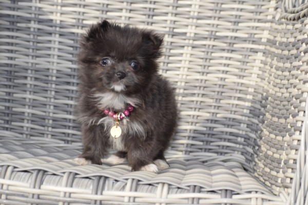 Chihuahua (teef) 35020