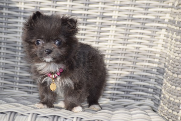 Chihuahua (teef) 35020