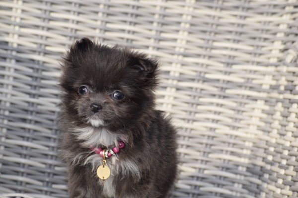 Chihuahua (teef) 35020