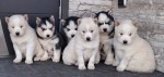 Siberische husky pups nestje 