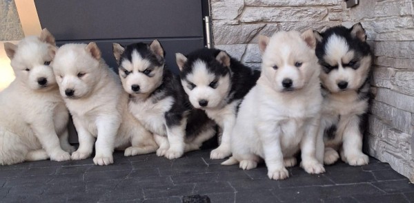 Siberische husky pups nestje 