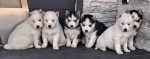 Siberische husky pups nestje 