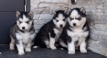 Siberische husky pups nestje 