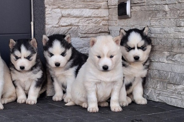 Siberische husky pups nestje 