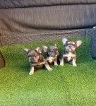 Franse bulldog nestje 