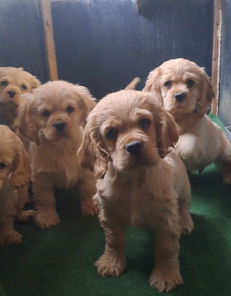 Amerikaanse cocker spaniël nestje 