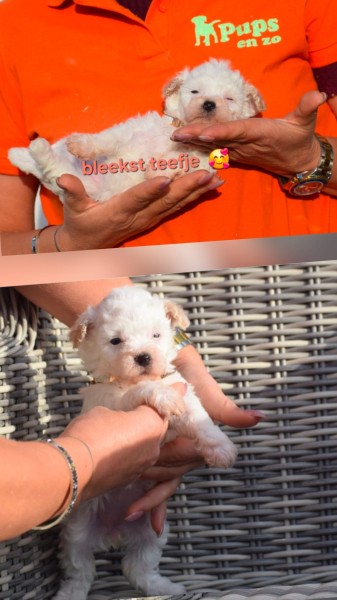 Maltipoo nestje 