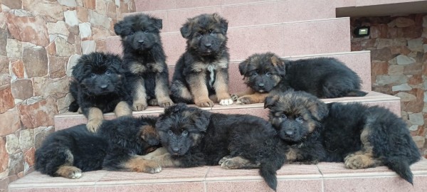 Duitse  herder nestje 