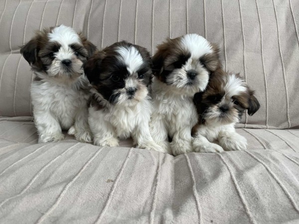 Shih-tzu nestje 