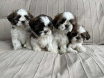 Shih-tzu nestje 