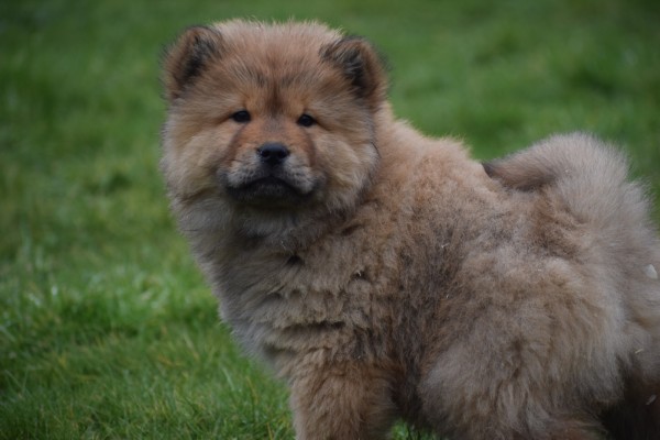 Chow Chow (reu) 66400