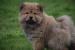 Chow Chow (reu) 66400