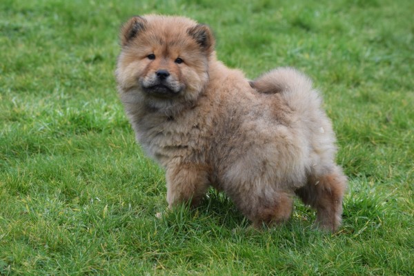 Chow Chow (reu) 66400