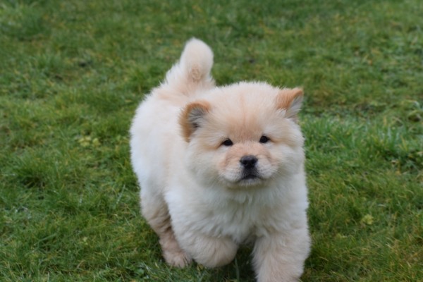 Chow Chow (reu) 67062