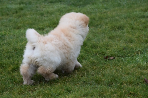 Chow Chow (reu) 67062