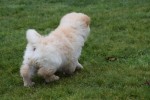 Chow Chow (reu) 67062
