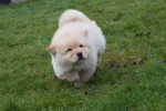 Chow Chow (reu) 67062