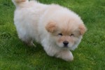 Chow Chow (reu) 67062