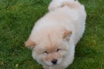 Chow Chow (reu) 67062