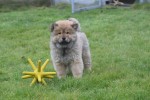 Chow Chow (reu) 47484