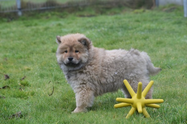 Chow Chow (reu) 47484