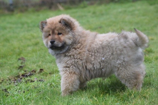 Chow Chow (reu) 47484