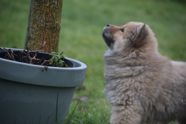 Chow Chow (reu) 47484