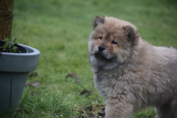 Chow Chow (reu) 47484