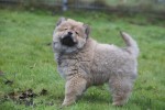 Chow Chow (reu) 47484