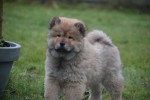 Chow Chow (reu) 47484
