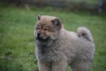 Chow Chow (reu) 47484
