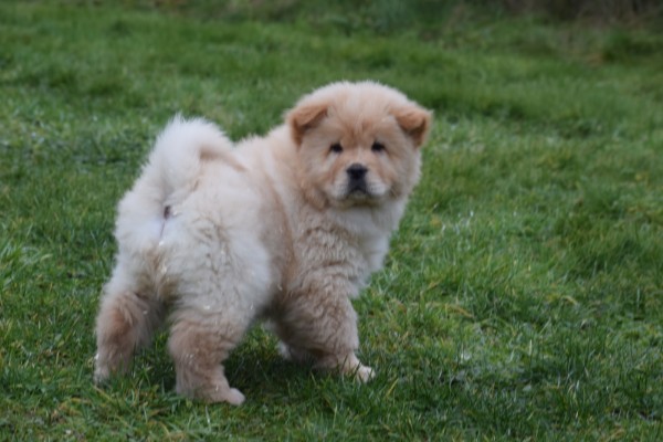 Chow Chow (reu) 66868