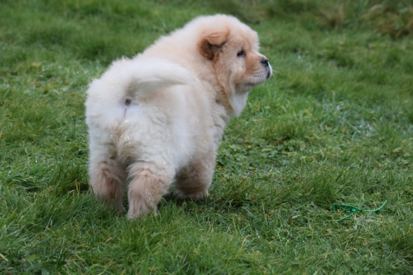 Chow Chow (reu) 66868