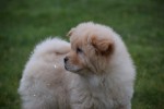 Chow Chow (reu) 66868