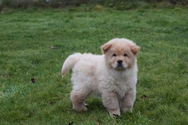 Chow Chow (reu) 66868