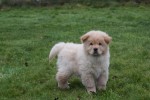 Chow Chow (reu) 66868