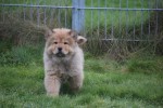 Chow Chow (reu) 67024