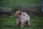 Chow Chow (reu) 67024