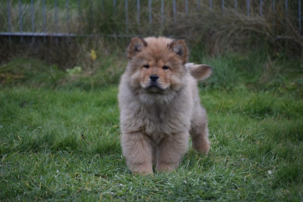 Chow Chow (reu) 67024