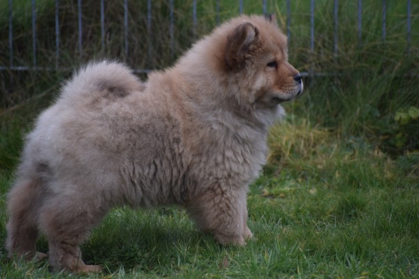 Chow Chow (reu) 67024
