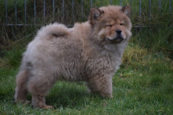 Chow Chow (reu) 67024