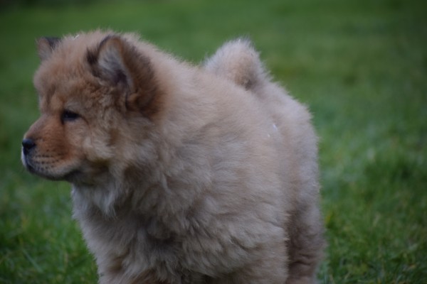 Chow Chow (reu) 67024