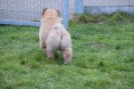 Chow Chow (reu) 67024